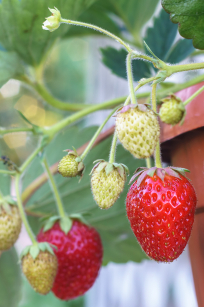 growing strawberries