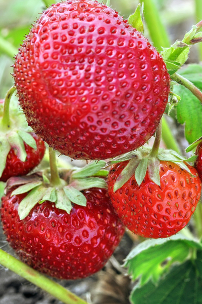 growing strawberries