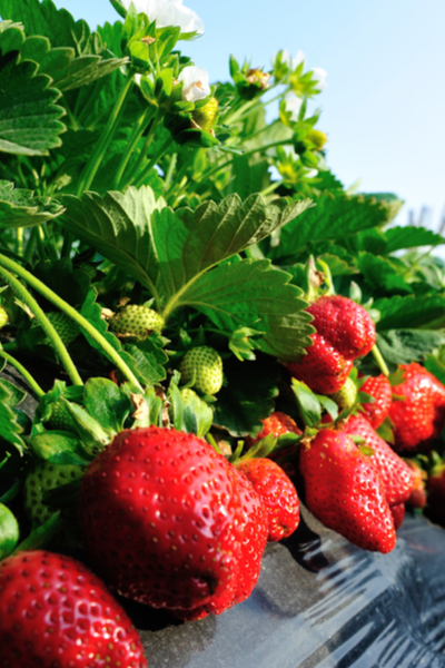 growing strawberries