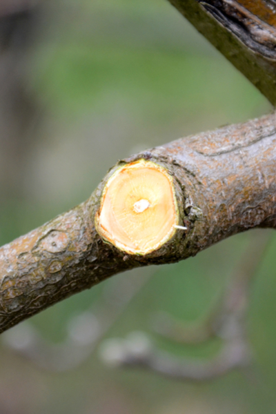 prune fruit trees