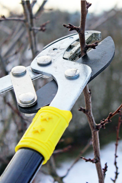 prune fruit trees