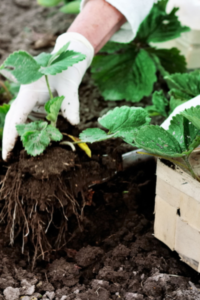 growing strawberries