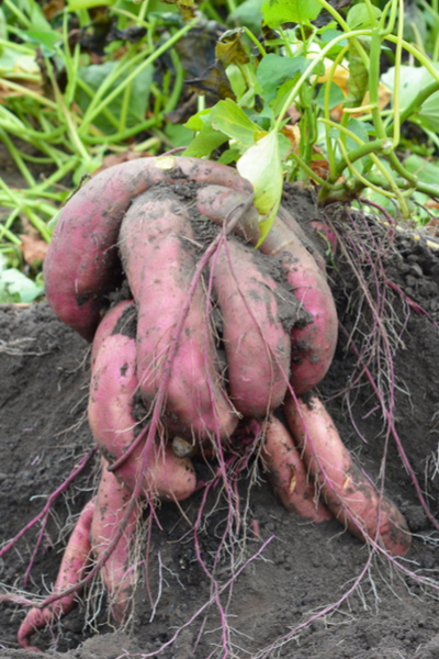 How To Grow Sweet Potatoes From Slips Top Tips To A Great Crop