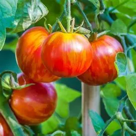 growing heirloom tomatoes