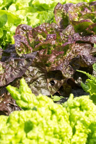 spring vegetable crops