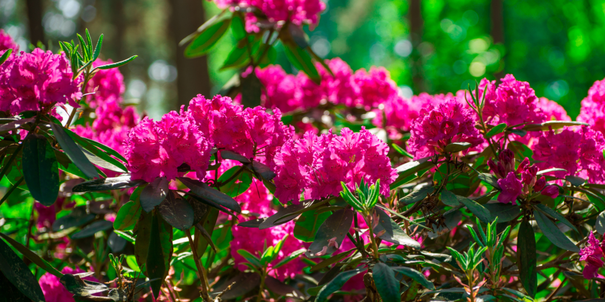 Planting Growing Rhododendrons Add Big Color To Your Landscape