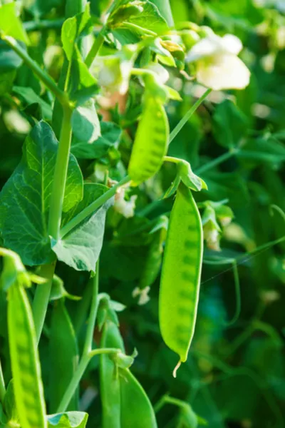 spring vegetable crops