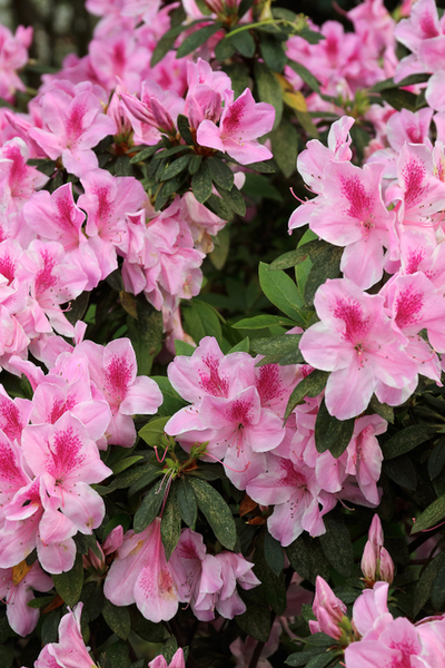 growing rhododendrons