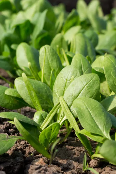 spring vegetable crops