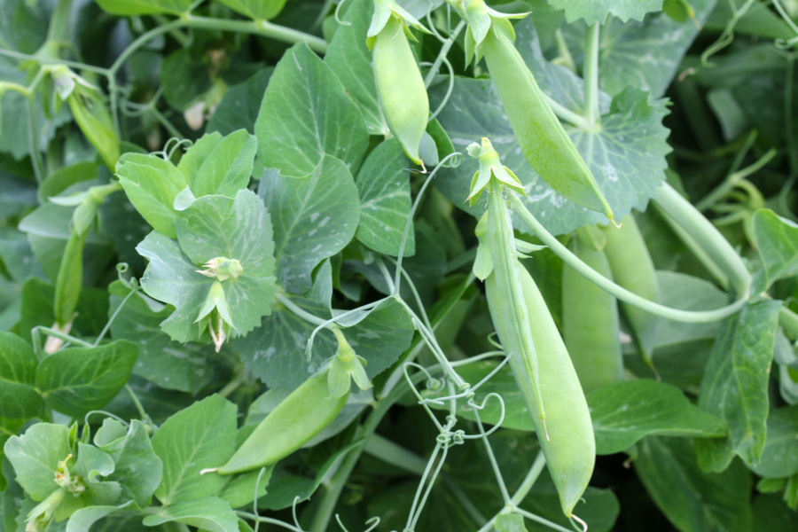 sugar snap peas growing