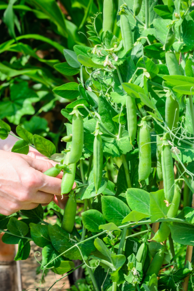 grow sugar snap peas