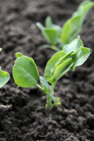 sugar snap pea seedlings