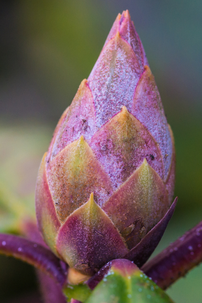 growing rhododendrons