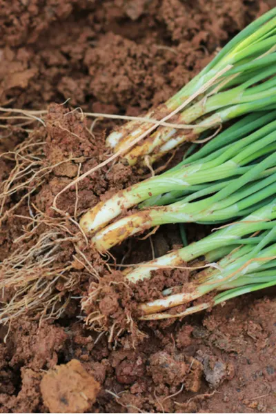 spring vegetable crops