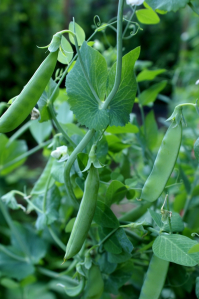 sugar snap peas plant