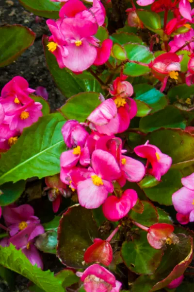 Planting begonias