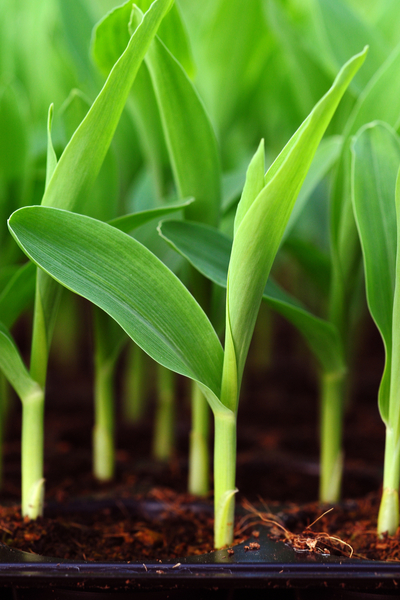 growing heirloom sweet corn