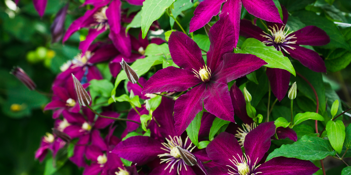 Growing Climbing Clematis The Perennial With Big Flower Power