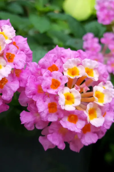 planting hanging baskets with lantana