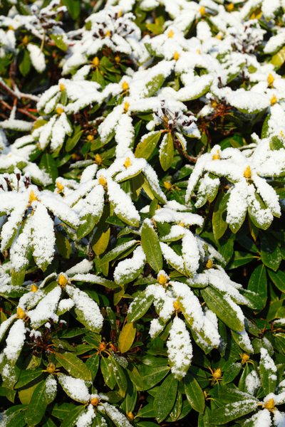 growing rhododendrons