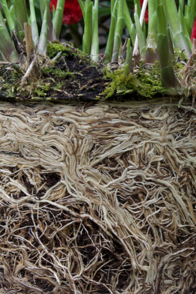 How To Divide And Transplant Hostas This Spring To Create More Plants