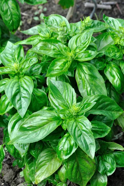 kitchen herb garden