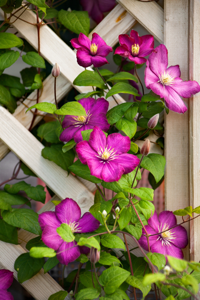 Growing Climbing Clematis The Perennial With Big Flower Power