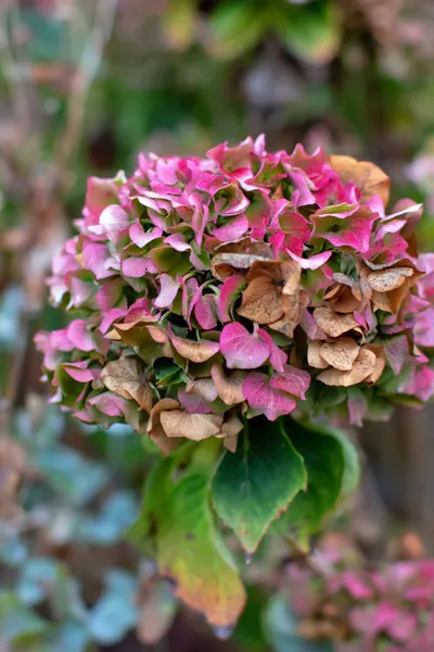 growing hydrangeas