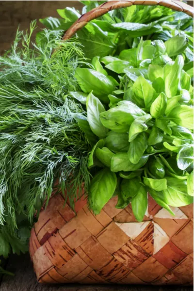 6 Essential Herbs To Grow For A Flavor Filled Kitchen Herb Garden