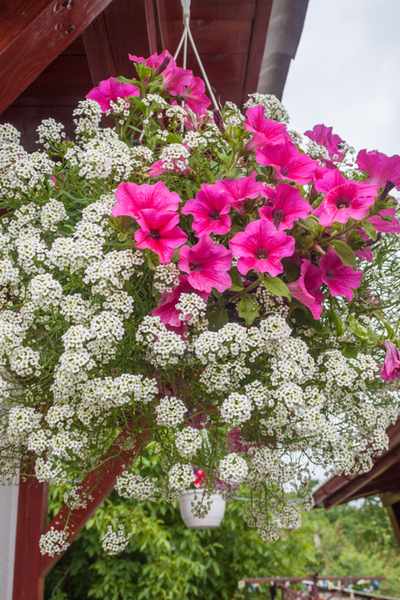 adding big color with hanging baskets