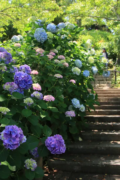 growing hydrangeas