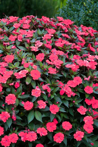 impatiens - container plantings