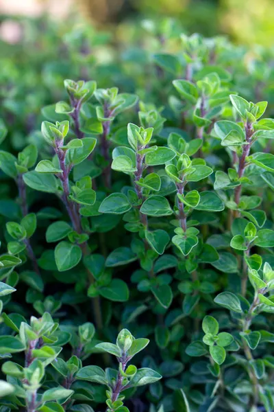 kitchen herb garden