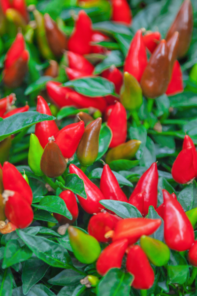 ornamental peppers for planting hanging baskets