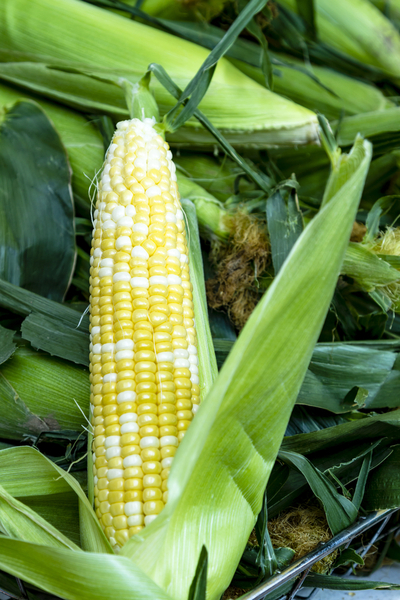 growing corn