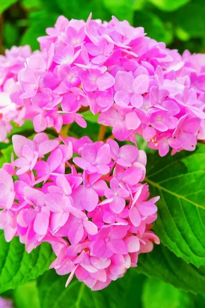 growing hydrangeas