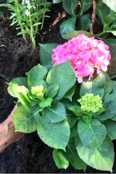 growing hydrangeas