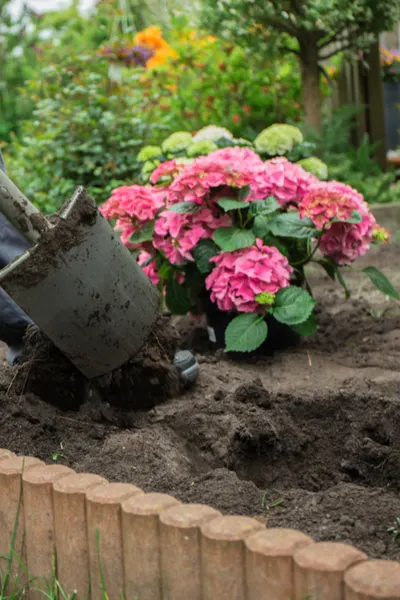 growing hydrangeas