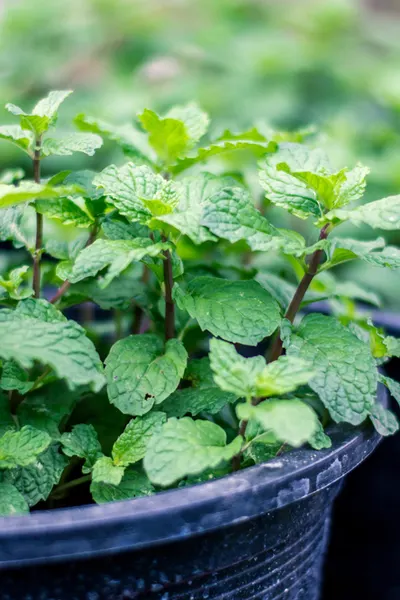 kitchen herb garden