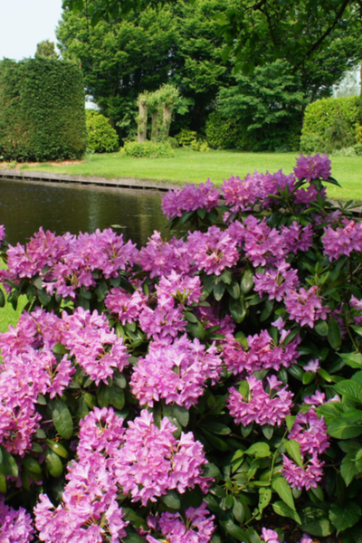 growing rhododendrons