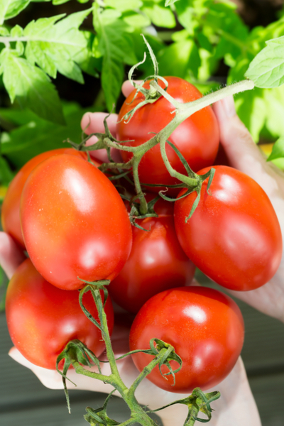 The Roma - a determinate tomato variety
