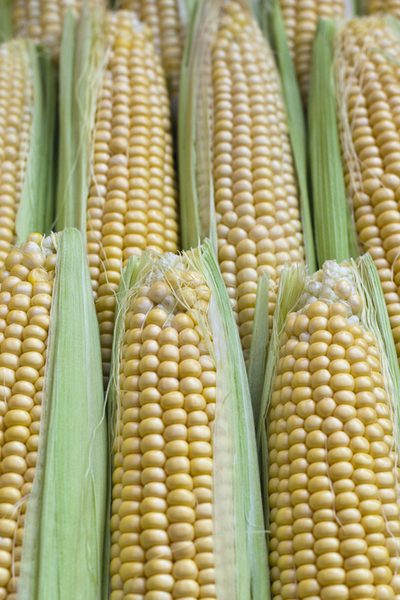 growing heirloom sweet corn