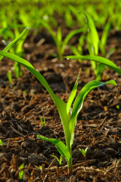 growing heirloom sweet corn