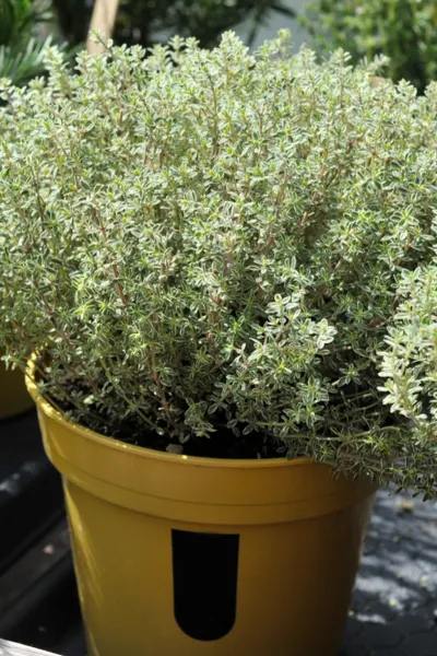 kitchen herb garden