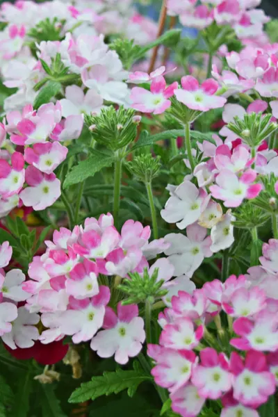 planting hanging baskets