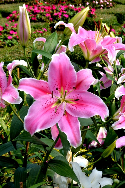 lilies outdoors