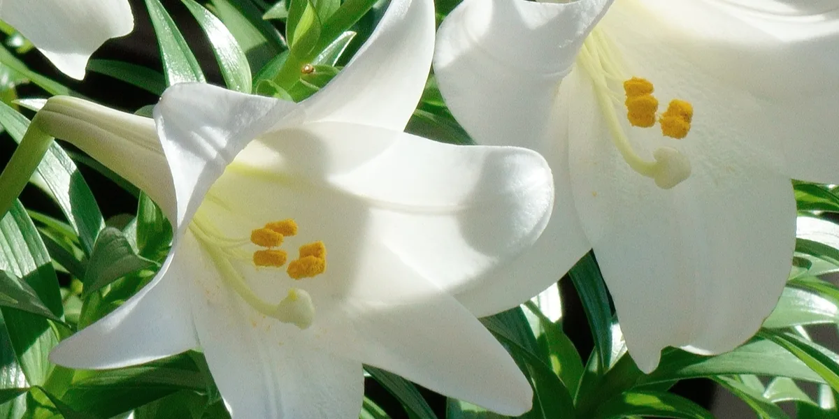 Easter Lily Care - What To Do With An Easter Lily Plant After Easter