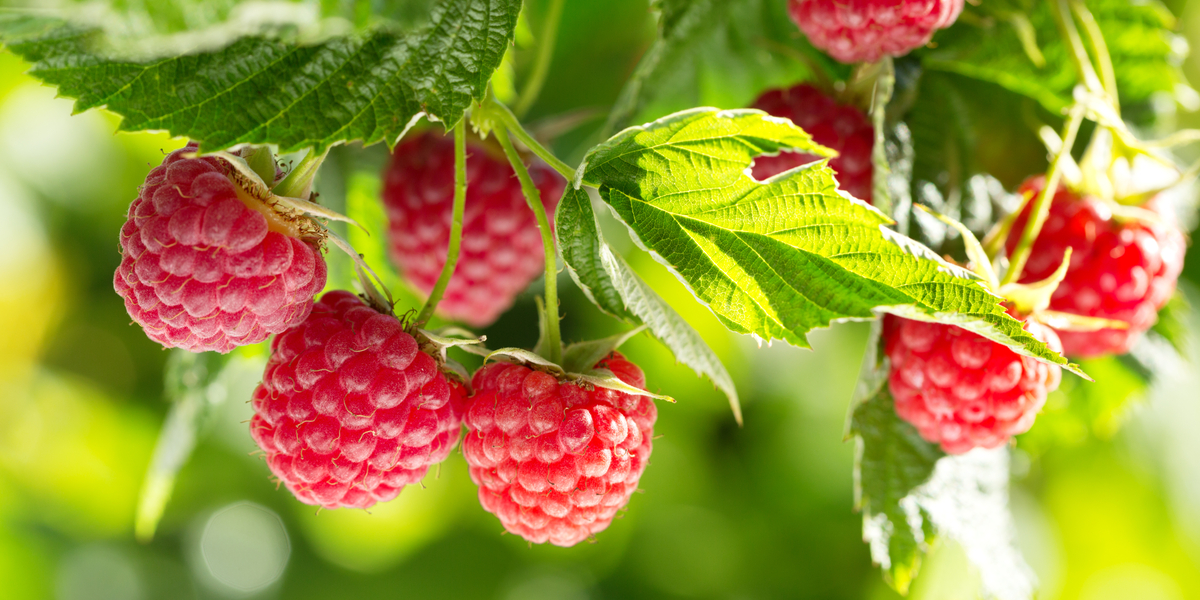 Growing Raspberries How To Plant Maintain This Tasty Perennial Crop Growing Raspberries How To Plant Maintain This Tasty Perennial Crop