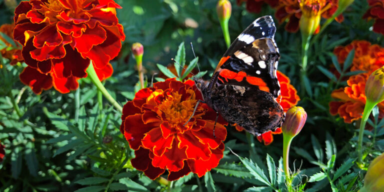 benefits of growing marigolds