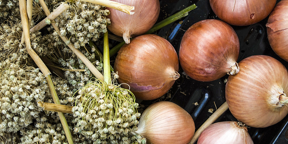 Growing Pearl Onions / Planting and harvesting red onions ...